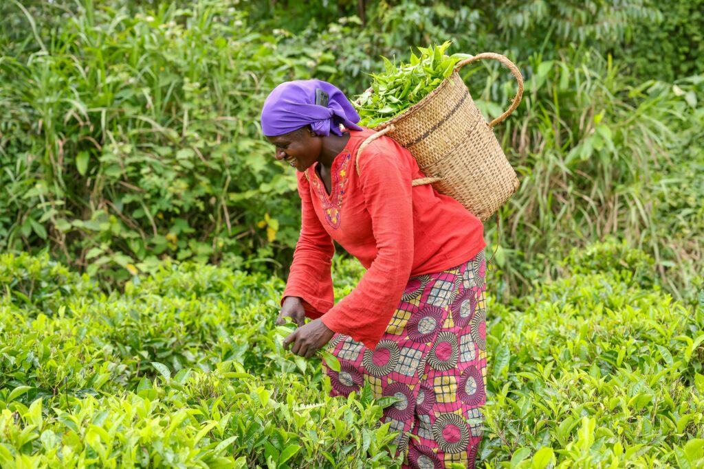 pexels-photo-31537319-31537319 A woman picking tea
